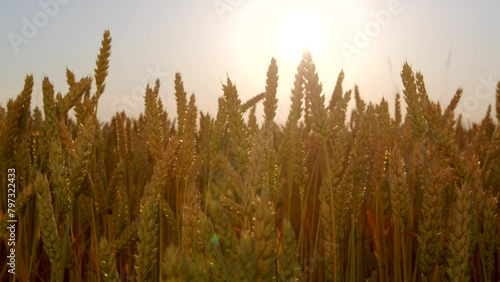 4k High-quality footage. Close-up of yellow organic wheat ears swaying in the wind against the sunset sky. Golden wheat sprouts in the field. World food crisis. Bread harvest in agriculture.  photo