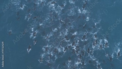 Photography Aerial top down flight over underwater penguins