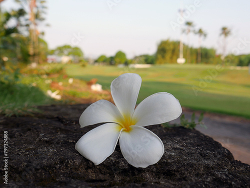 Spa white beautiful flower on a golf background © PICKRICK