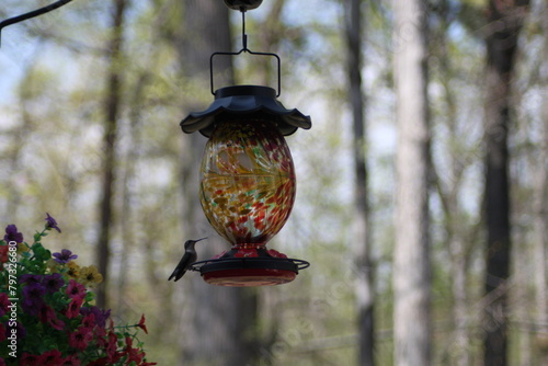 Hummingbird