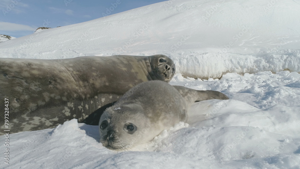 Obraz premium Close-up Baby, Adult Seal On Snow Antarctica Land. White Winter Landscape. Funny Of Close-up Seal Muzzle Towards The Camera. Behavior Of Wild Marine Animals. Antarctic Continent.