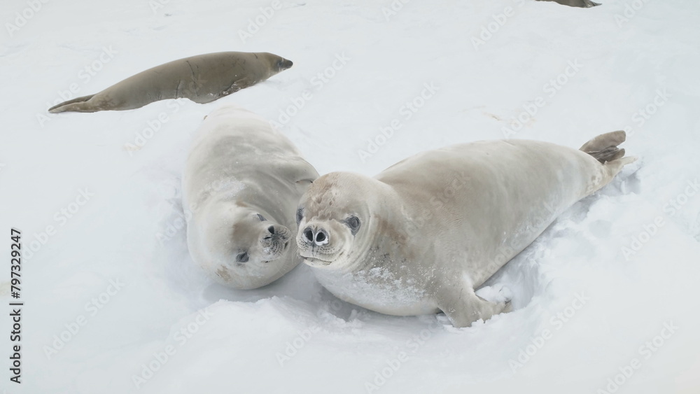 Fototapeta premium Young Weddell Seal Play Together Close-up View. Arctic Crabeater Family Rest on Winter Snow Covered Land. Antarctica Peninsula Landscape Wildlife Animal Behavior