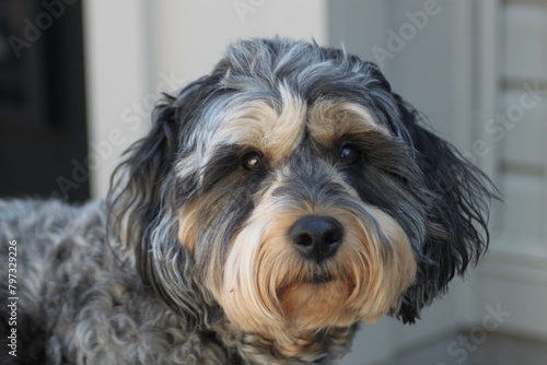 dog