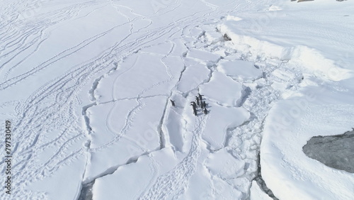 Arctic Gentoo Penguin Jump Over Ice Crack Aerial View. South Pole Bird Group Walk on Snow Covered Peninsula Snow Covered Coast Landscape. Antarctica Wildlife Top Drone