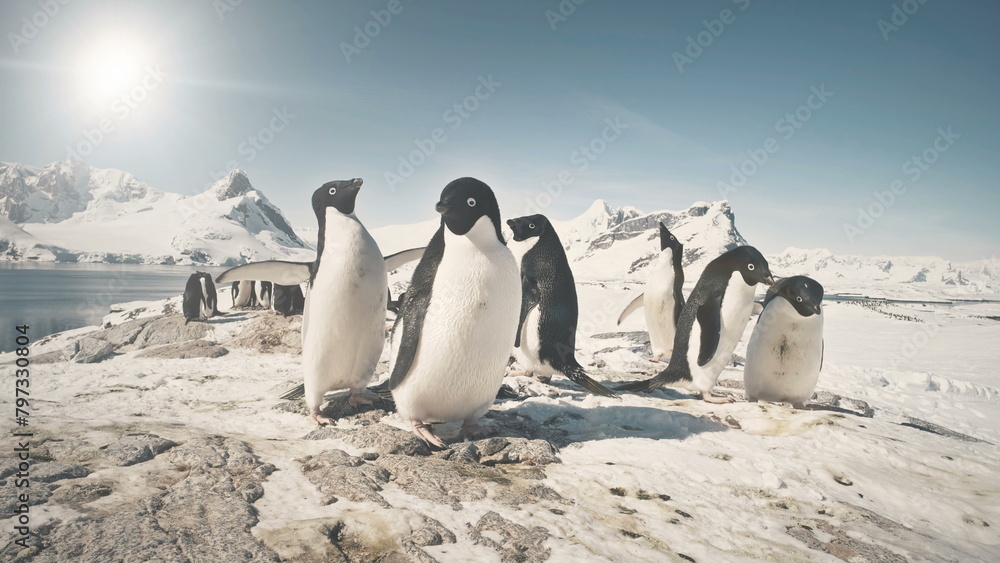 Obraz premium Funny Penguin Group On Antarctica Snow Covered Land. Close-up Of Adelie Penguins Colony. Habits Of Wild Animals. Winter Polar Landscape. Bright Sun Over Mighty Mountains.
