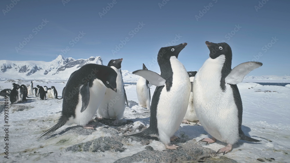 Obraz premium Penguins fight. Family Build Nest for Children. Couple Flapping Wings in Close-up. Antarctica Polar Winter Landscape. Behavior Of Wild Animals Adelie Penguins In Harsh Environment. Snow Covered