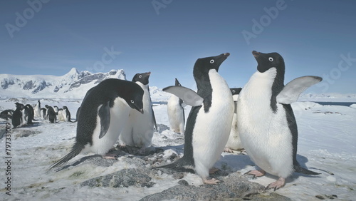 Penguins fight. Family Build Nest for Children. Couple Flapping Wings in Close-up. Antarctica Polar Winter Landscape. Behavior Of Wild Animals Adelie Penguins In Harsh Environment. Snow Covered