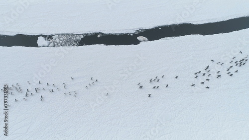 Aerial Flight Over Running Penguins Group. Antarctica Drone Overview. Colony Of Gentoo Penguins Moving On Snow Covered Land. Life Of Wild Animals In Virgin Nature. Winter Landscape.