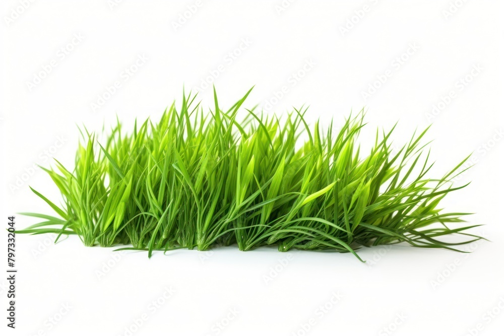 Obraz premium Fresh green grass lawn flower plant white background tranquility.
