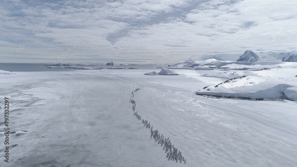Gentoo Penguin Colony Migrate Aerial . Wildlife Bird Group Migrate at Antarctica Frozen Ice Covered Ocean Coast. Arctic Winter Seasonal Cold Scenery Drone Flight