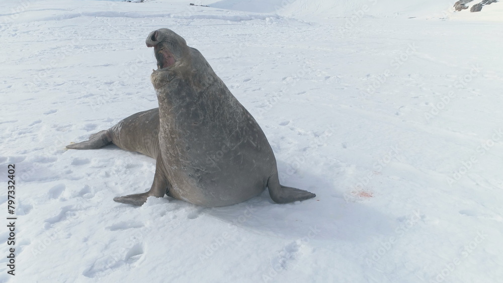 Obraz premium Close-up Yawning Elephant Seal On Antarctica Snow Covered Land. Funny Of Wild Marine Animal. Behavior Of Polar Large Seals. Footprints On Ice, Snow Antarctic Surface. Wildlife.