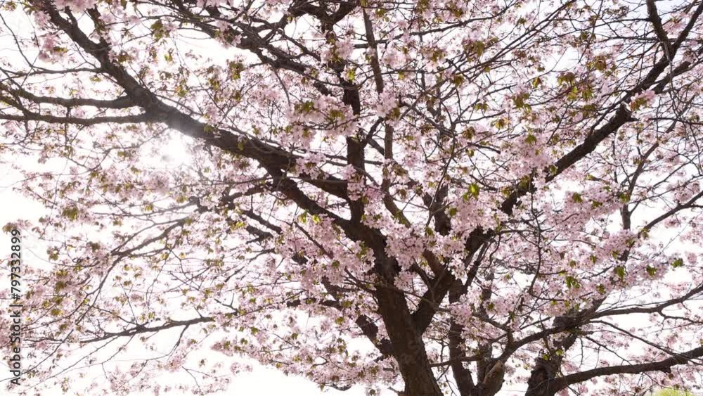 桜 桜