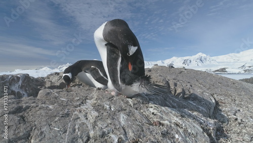 Closeup of couple Gentoo penguin in Antarctic pebble nest. Bird family colony at South Pole sits on eggs against a rock backdrop. Winter wildlife in frozen mountain landscape - static