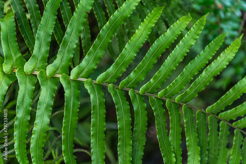 Green tree fern leaf - New Zeaand photo