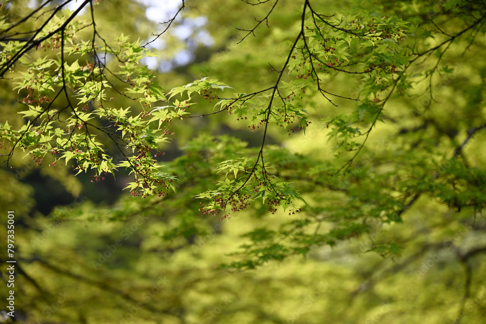 Fototapeta premium 養老公園の青もみじ