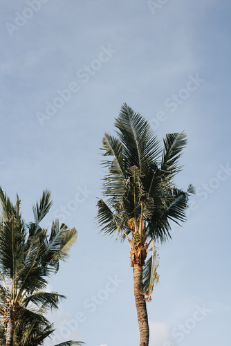 Tall palm trees on the sky background bottom view