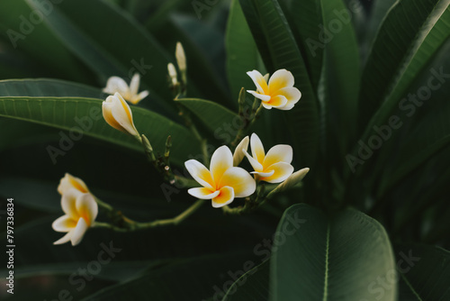 Frangipani flowers on leaf background close-up