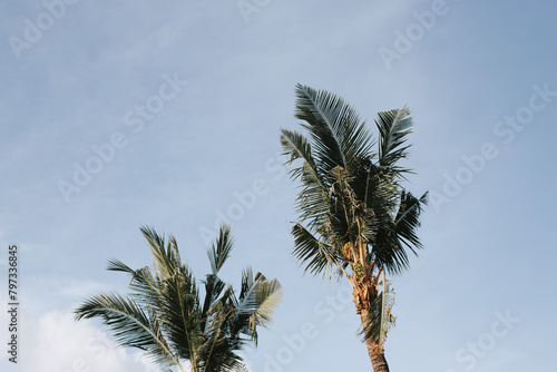 Tall green palm trees on blue sky background
