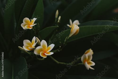 Frangipani flowers on the background of green leaves close-up. Beautiful background with flowers