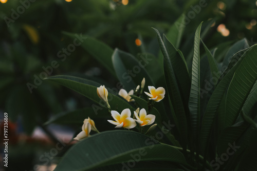 Frangipani flowers on the background of green leaves in the setting sun. Background with flowers at sunset.