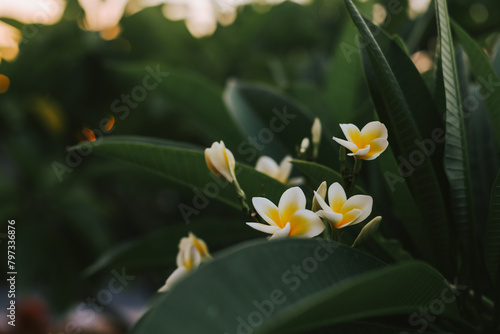 Frangipani on the background of leaves at sunset. Beautiful background with flowers