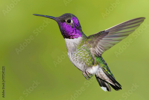 Costa's hummingbird, hummingbird in flight, 