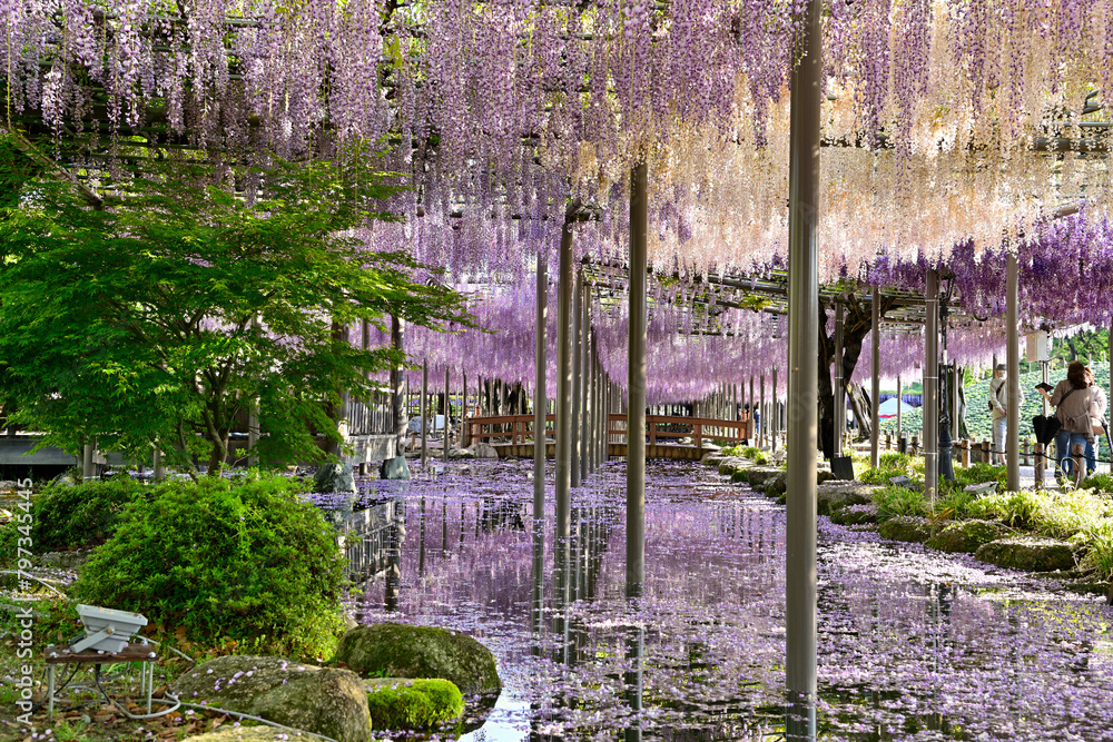 Fototapeta premium 天王川公園の藤棚