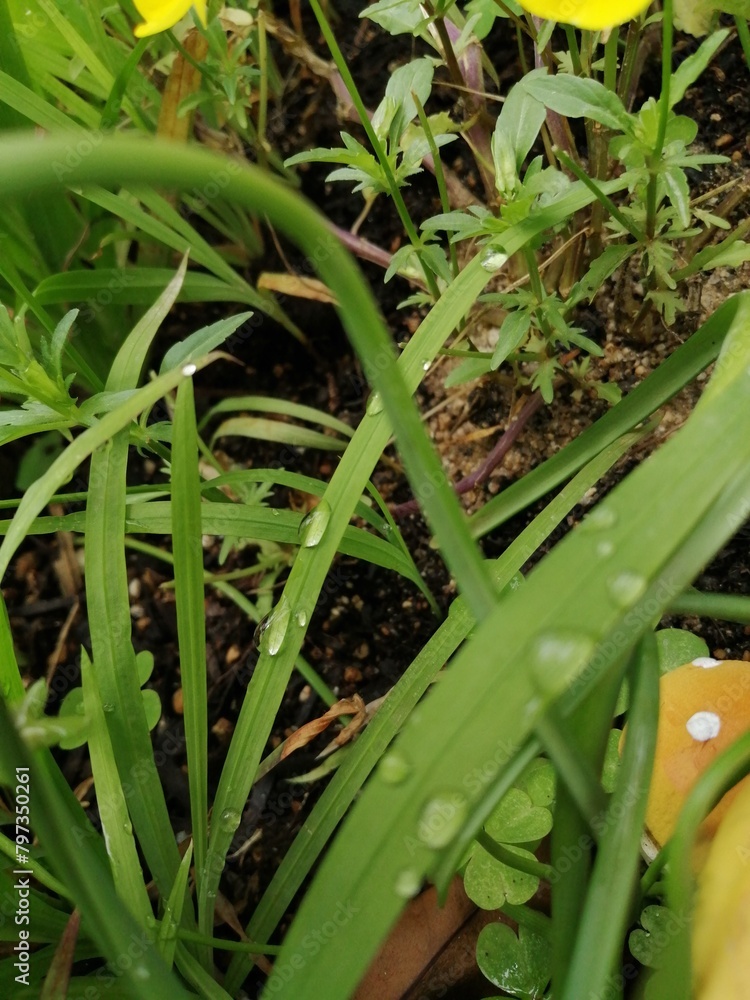 Obraz premium 水玉