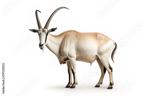 Image of scimitar oryx on white background. Mammals, Wildlife Animals, Illustration, Generative AI. photo