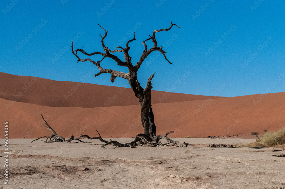 Landscape shot of the iconic dead trees of the Namibian deadvlei area. Landscape shot of the iconic dead trees of the Namibian deadvlei area.