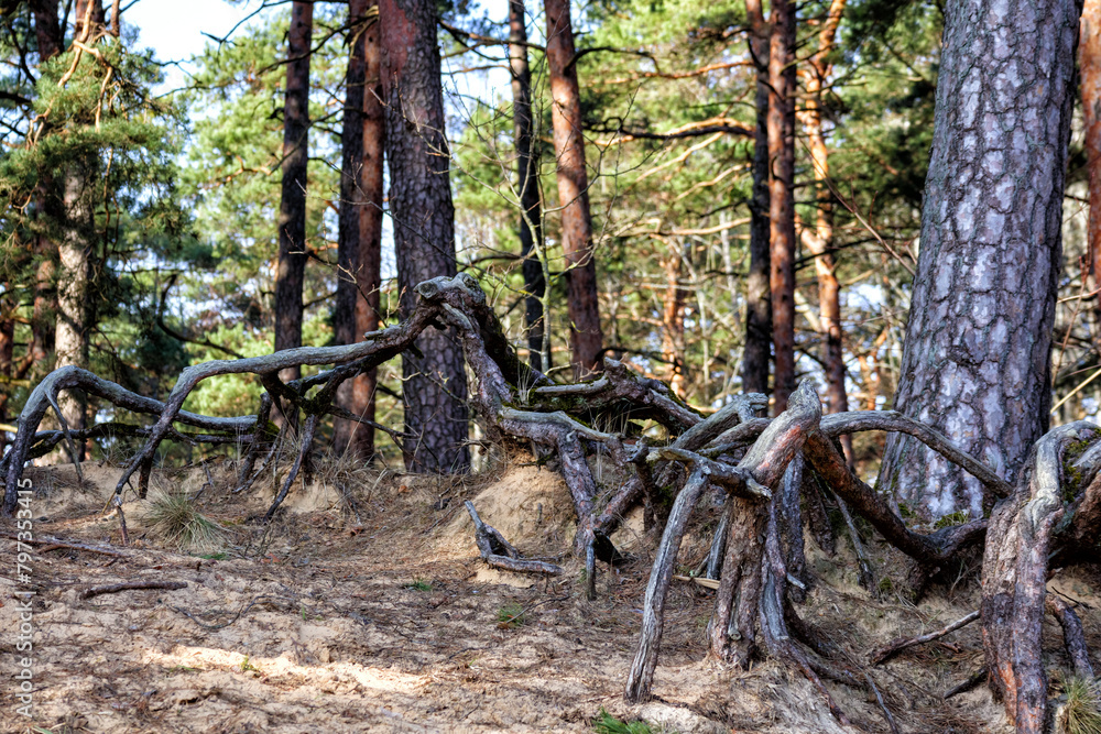 a pine tree climbed with washed-out tree roots
a pine tree climbed with washed-out tree roots