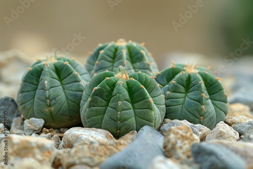 The small and round peyote cactus, which causes hallucinations, grows in the desert in Mexico.