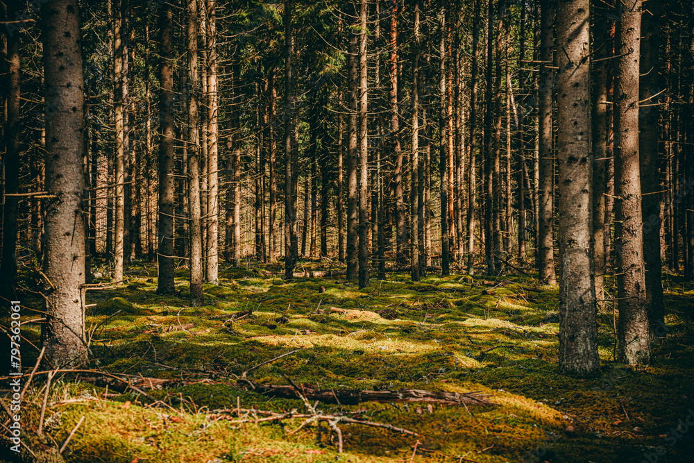 Beautiful view of the dark mysterious evergreen forest. Pine and spruce trees close-up. Retro style toned image