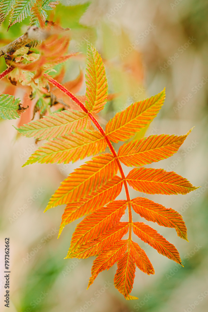 False spiraea Sem. Sorbaria sorbifolia. Red and golden leaves on a sem ash spirea False spiraea Sem. Sorbaria sorbifolia. Red and golden leaves on a sem ash spirea