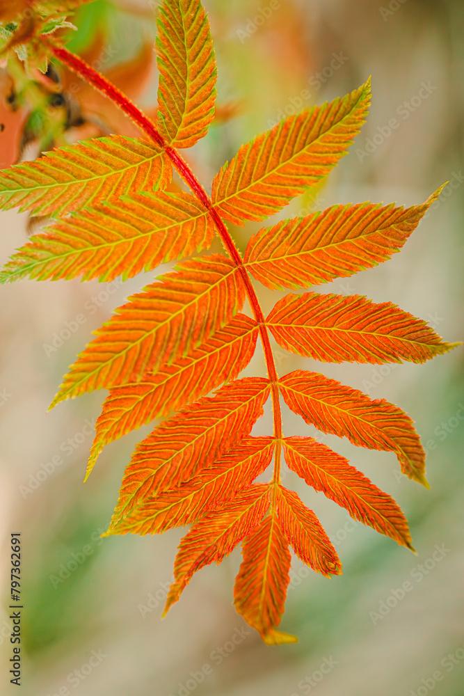 False spiraea Sem. Sorbaria sorbifolia. Red and golden leaves on a sem ash spirea