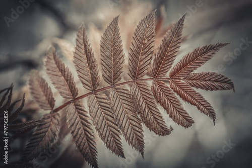 False spiraea Sem. Sorbaria sorbifolia. Red and golden leaves on a sem ash spirea photo