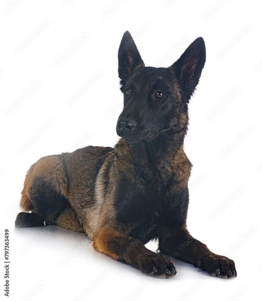 young malinois in studio young malinois in studio