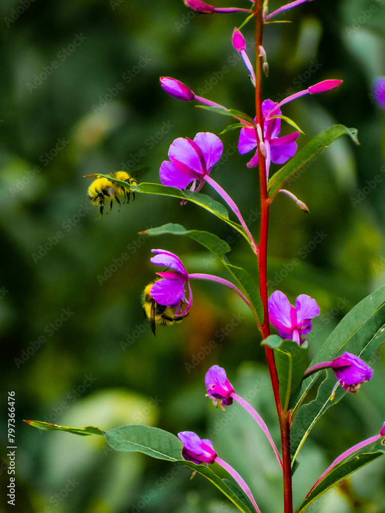 Bees pollinating wild flowers.