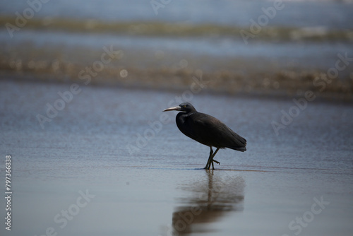 黒い海鳥