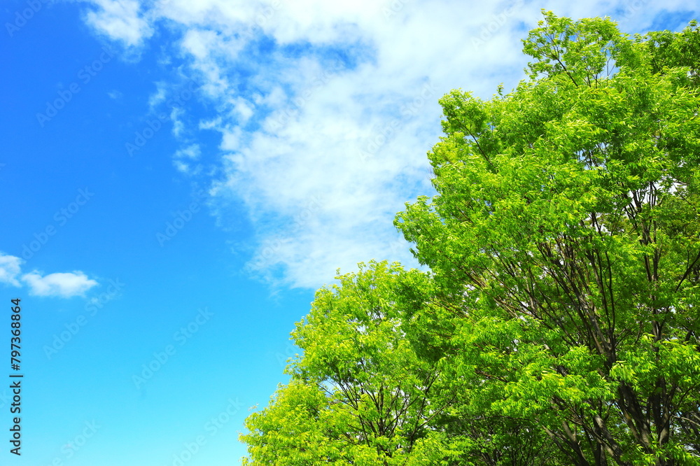 Obraz premium 欅の新緑と青空