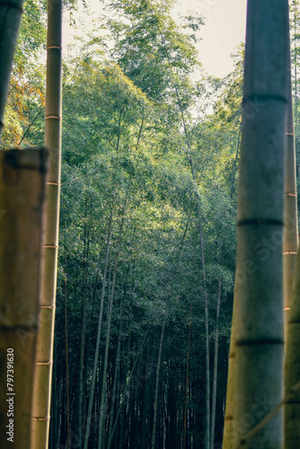 Japanese Bamboo Forest in Spring framed by cut pieces of bamboo.