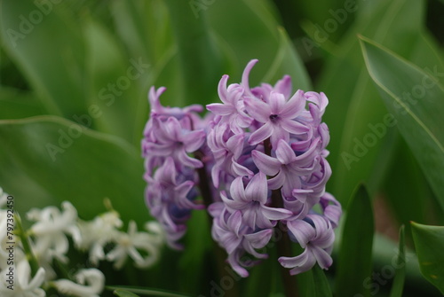 purple hyacinth flower