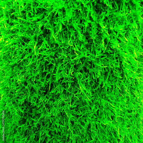 plant background as an amazing graphic structure © photoidea