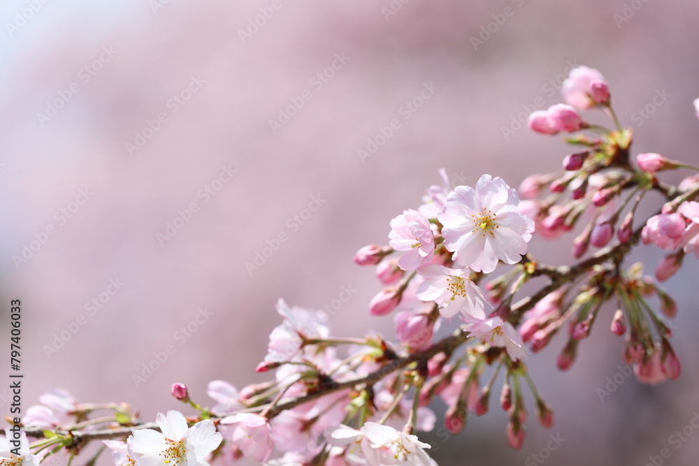 咲き始めた思川桜のクローズアップ