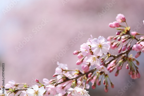 咲き始めた思川桜のクローズアップ