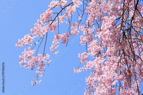 青空に映える満開の八重紅枝垂れ桜　青空背景