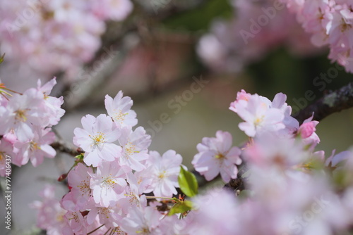 淡いピンクの思川桜のクローズアップ