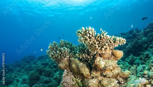 coral reef and diver, wallpaper Model of the underwater world in.glass ball, whales, carals.