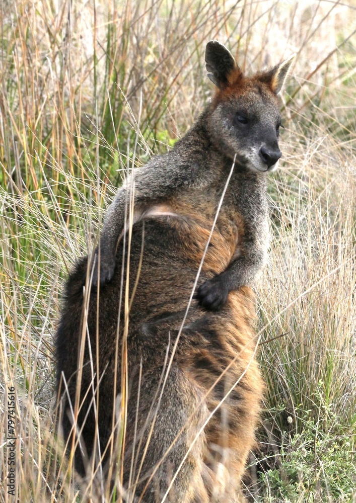 Wallaby with an itch