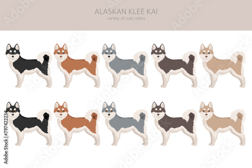 Alaskan Klee Kai all colours clipart. Different coat colors set